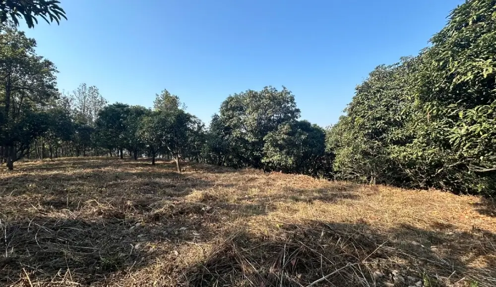 Land Bour