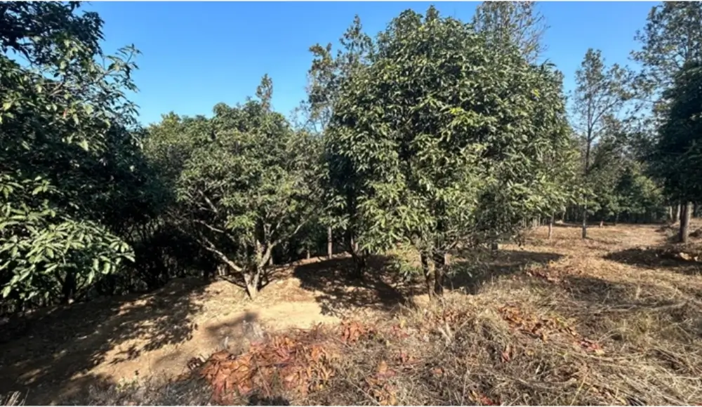 Land Bour