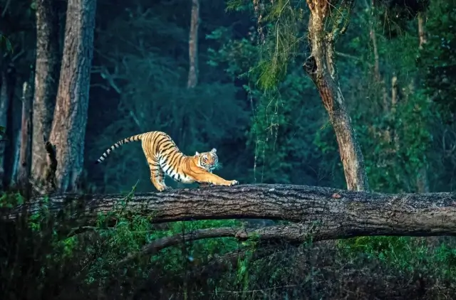 Jim Corbett